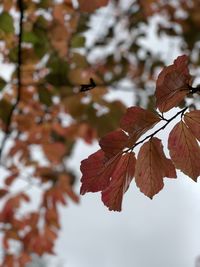 Close-up of maple leaves on branch