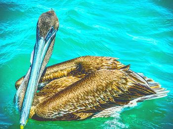 High angle view of pelican swimming in sea