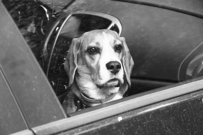 Close-up portrait of dog