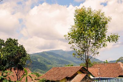 Trees and houses against sky
