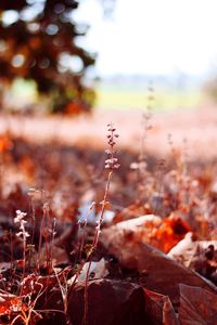 Close-up of dry leaves on field