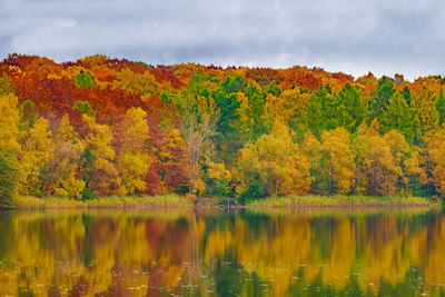 Scenic shot of reflection of trees in calm lake