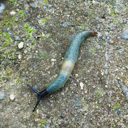 High angle view of crocodile in water