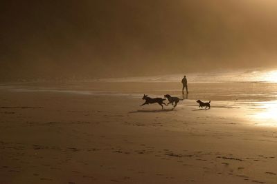 Silhouette dogs on beach against sky during sunset