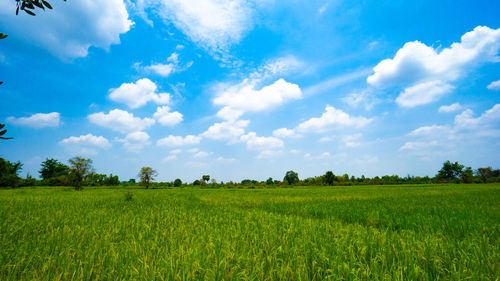 Scenic view of agricultural field against sky