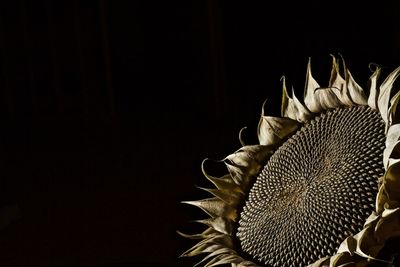 Close-up of flowering plant against black background