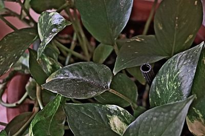 Close-up of wet plant leaves during rainy season