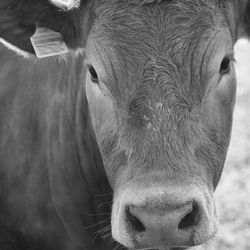 Close-up portrait of cow