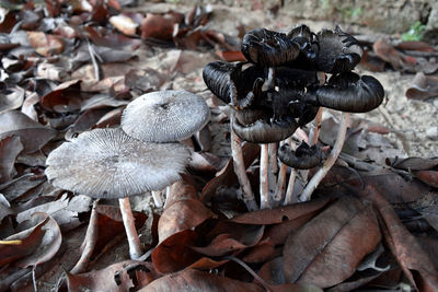 High angle view of mushroom growing on field. some beautiful mushrooms in forest