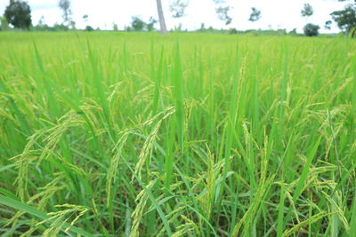 Crops growing on field