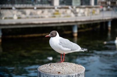 Close-up of seagull perching on wooden post