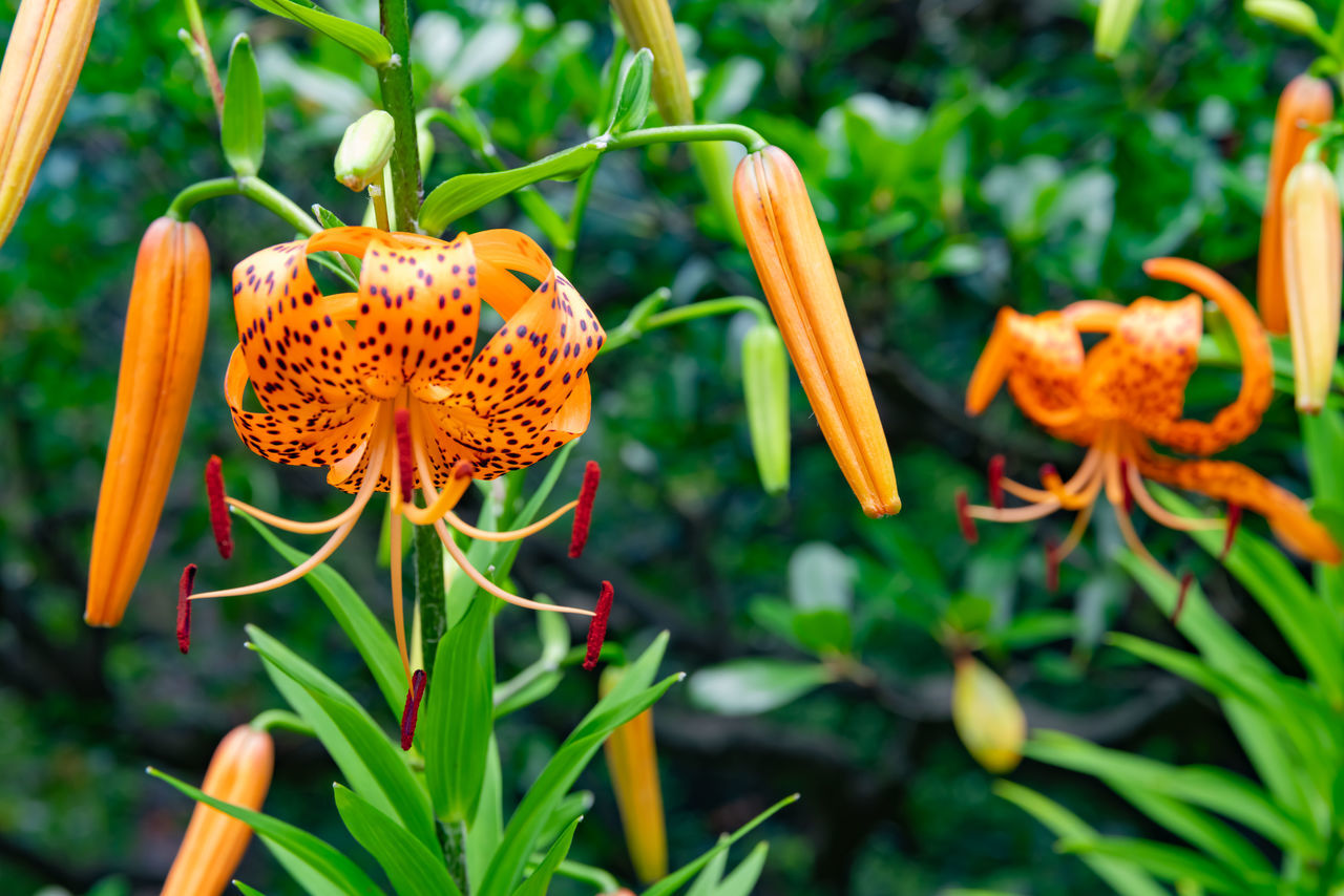 plant, flower, flowering plant, beauty in nature, nature, freshness, growth, orange color, close-up, food, wildflower, no people, lily, botany, garden, plant part, petal, outdoors, flower head, leaf, yellow, food and drink, green, focus on foreground, vegetable, fragility, inflorescence, blossom, ornamental garden, day, animal wildlife, macro photography, summer, flowerbed, multi colored, gardening