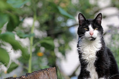 Close-up portrait of cat