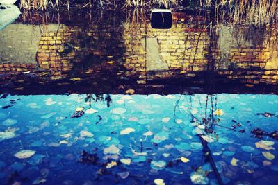 Reflection of trees in pond