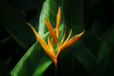 Close-up of orange flowering plant