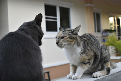 Cat looking away while sitting at home