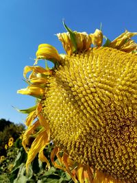 Close-up of sunflower