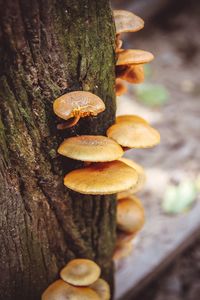 Close-up of fungus growing on tree trunk