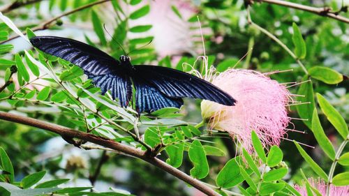 Close-up of butterfly on purple flower