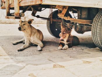 Dogs sitting on a car