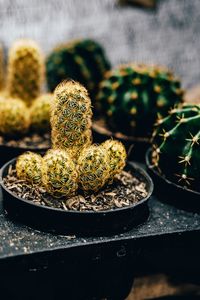 Close-up of succulent plant on table