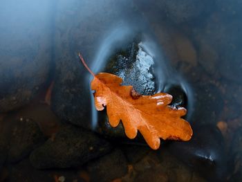 Caught rotten old oak leaf on stone in blurred water of mountain river, first autumn leaves.