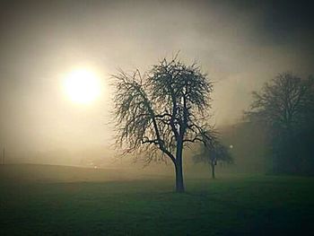 Sun shining through trees in forest