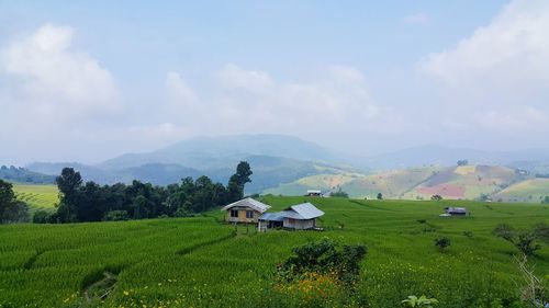 Scenic view of agricultural field against sky