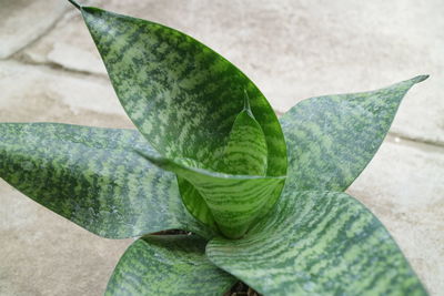 Close-up of green leaf