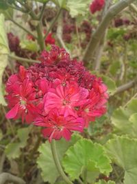 Close-up of red flowers blooming outdoors