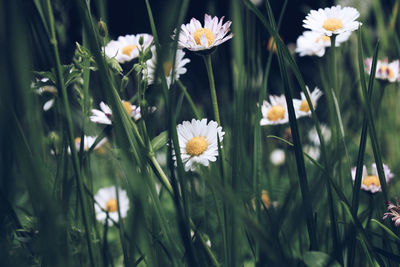 Close-up of white flowering plants on field