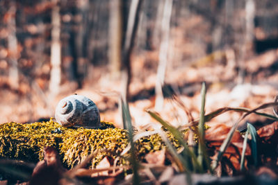 Close-up of snail on land