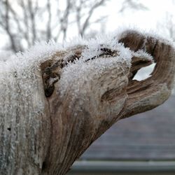 Close-up of tree trunk