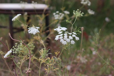 Close-up of white flowering plant on field