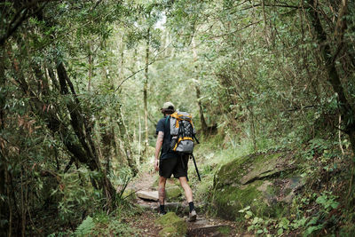 Rear view of man walking in forest