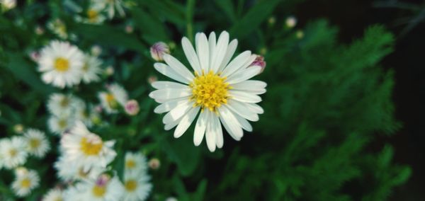 Close-up of white daisy flower