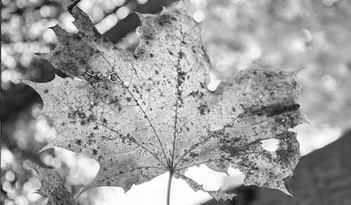 Close-up of tree against blurred background