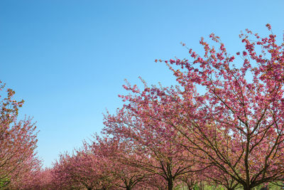 Low angle view of cherry blossoms against blue sky