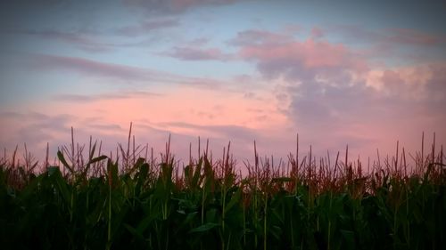 Close-up of corn field against sky during sunset