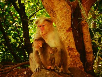 Monkey with infant relaxing on rock by tree