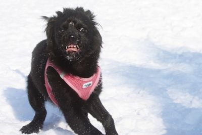 Black dog in snow