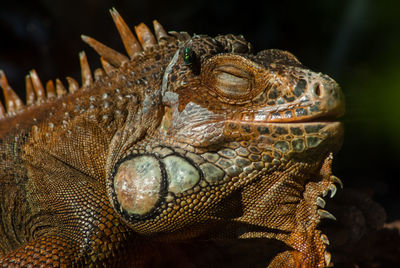 Close-up of leguan