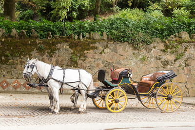 Old horse-drawn carriage with two white horses parked in cobbled street, sintra, portugal