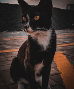 Close-up of black cat looking away