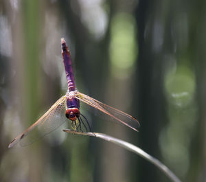 Dragonfly on leaf