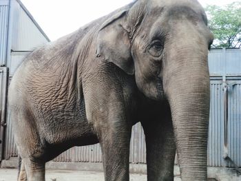 Close-up of elephant