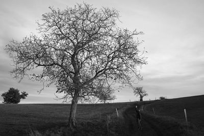 Tree in field against sky