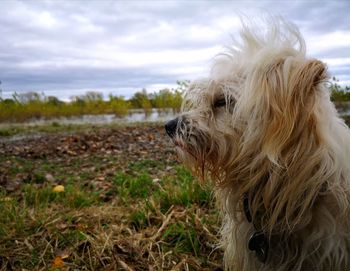 Close-up of dog looking away