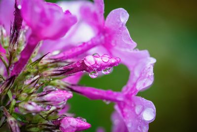 Close-up of wet pink rose flower
