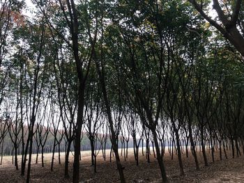 View of trees in forest